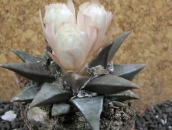 Ariocarpus confusus La Escondida 6 cm Cites IA - 12397036