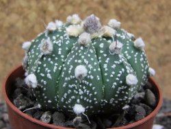 Astrophytum asterias hybrid oibo, pot 6,5 cm - 12397096