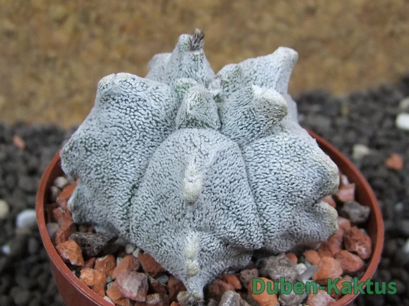 Asrophytum coahuilense Hakuran pot 6,5 cm