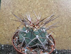 Gymnocalycium armatum, pot 10,5 cm - 12397306