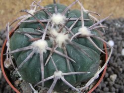 Echinocactus horizonthalonius Corazon del Monte pot 6,5 cm - 12397737