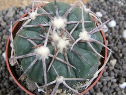 Echinocactus horizonthalonius Corazon del Monte pot 6,5 cm - 12397738