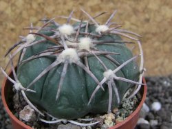 Echinocactus horizonthalonius Corazon del Monte pot 6,5 cm - 12397739