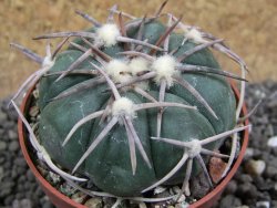 Echinocactus horizonthalonius Corazon del Monte pot 6,5 cm - 12397740
