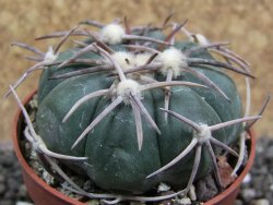 Echinocactus horizonthalonius Corazon del Monte pot 6,5 cm