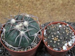 Echinocactus horizonthalonius Corazon del Monte pot 6,5 cm - 12397742