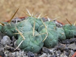 Tephrocactus rossianus, pot 6,5 cm - 12397810