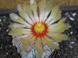 Astrophytum X Super Kabuto pot 5,5 cm