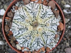 Astrophytum X Super Kabuto pot 5,5 cm