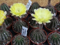 Lobivia sp. žlutý květ, pot 5,5 cm