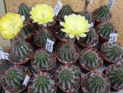 Lobivia sp. žlutý květ, pot 5,5 cm - 12398064