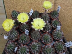 Lobivia sp. žlutý květ, pot 5,5 cm - 12398065