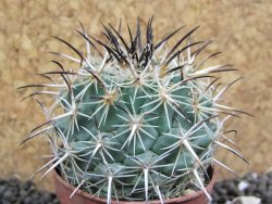 Coryphantha dificilis Cero Bola pot 5,5 cm - 12398087