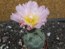 Tephrocactus geometricus pot 5,5 cm