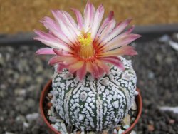 Astrophytum Super Kabuto X red flower oibo akabana, pot 5,5 cm
