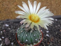Astrophytum Super Kabuto hybrid pot 5,5 cm