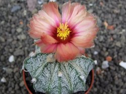 Astrophytum  niveum X red flower oibo akabana, pot 5,5 cm