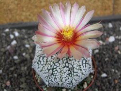 Astrophytum  Super Kabuto X red flower oibo akabana, pot 7 cm