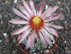 Astrophytum  Super Kabuto X red flower oibo akabana, pot 5,5 cm