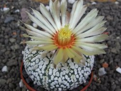 Astrophytum Super Kabuto výběr pot 5,5 cm