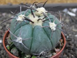 Echinocactus horizonthalonius Castaňas, pot 5,5 cm - 12398404