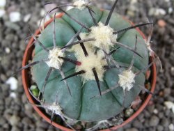 Echinocactus horizonthalonius Castaňas, pot 5,5 cm - 12398405