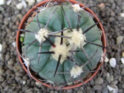 Echinocactus horizonthalonius Castaňas, pot 5,5 cm - 12398406
