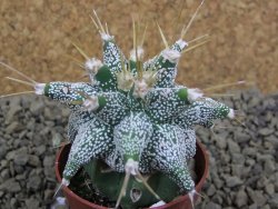 Astrobergia, Astrophytum ornatum kiko po 5,5 cm