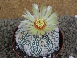 Astrophytum Hanazano Kabuto Star Shape, pot 8 cm - 12398580