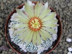 Astrophytum Hanazano Kabuto Star Shape, pot 8 cm - 12398581