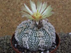 Astrophytum Hanazano Kabuto Star Shape, pot 8 cm