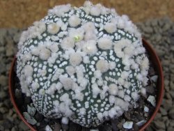Astrophytum Hanazano Kabuto Star Shape, pot 8 cm - 12398583