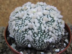 Astrophytum Hanazano Kabuto Star Shape, pot 8 cm - 12398584