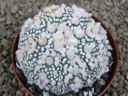 Astrophytum Hanazano Kabuto Star Shape, pot 8 cm - 12398585