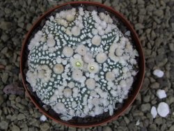 Astrophytum Hanazano Kabuto Star Shape, pot 8 cm - 12398586