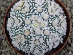 Astrophytum Hanazano Kabuto Star Shape, pot 8 cm - 12398587