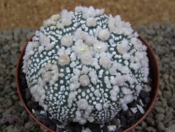 Astrophytum Hanazano Kabuto Star Shape, pot 8 cm - 12398588