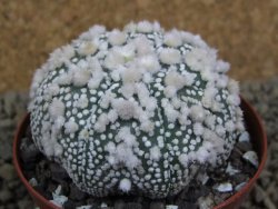 Astrophytum Hanazano Kabuto Star Shape, pot 8 cm - 12398589
