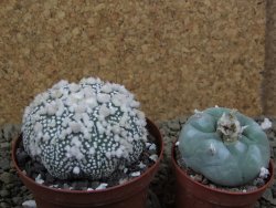 Astrophytum Hanazano Kabuto Star Shape, pot 8 cm - 12398590