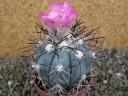 Echinocactus horizonthalonius km 138 El Hundido, pot 7 cm
