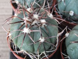 Echinocactus horizonthalonius La Apples, pot 5,5 cm - 12415548