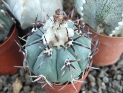 Echinocactus horizonthalonius La Apples, pot 5,5 cm - 12415554