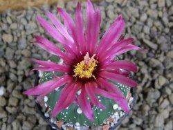 Astrophytum  asterias X red flower oibo akabana, pot 5,5 cm