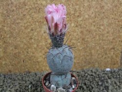 Tephrocactus geometricus pot 5,5 cm
