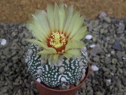 Astrophytum Hanazano Kabuto B pot 5,5 cm