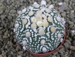 Astrophytum Hanazano Kabuto B pot 5,5 cm - 12398931