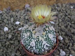 Astrophytum Hanazano Kabuto pot 5,5 cm