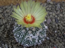 Astrophytum Hanazano Kabuto pot 5,5 cm
