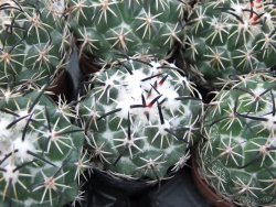 Coryphantha tripugionacantha PP1012 Tepetatita pot 5,5 cm