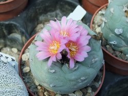 Lophophora fricii pot 6,5 cm